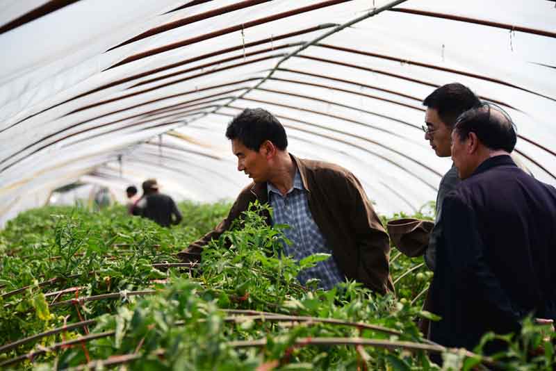 陳志誼一行赴沭陽考察"設(shè)施番茄土傳病害生物防控效果"