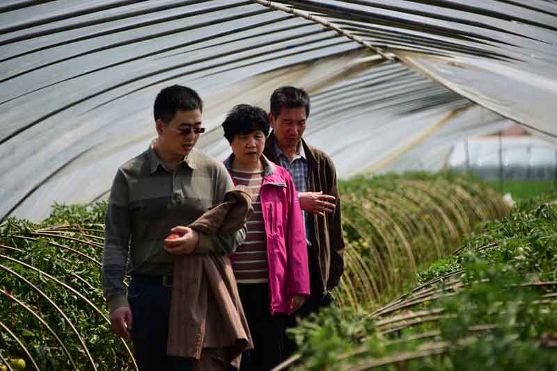 陳志誼一行赴沭陽考察"設(shè)施番茄土傳病害生物防控效果"